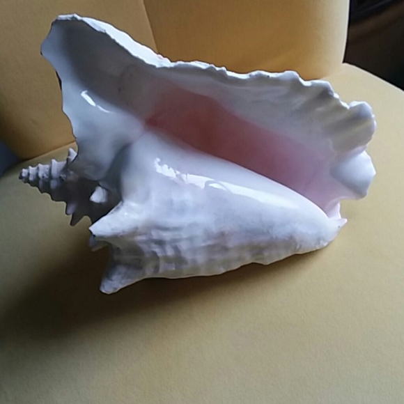Conch Shell large - Picture 4 of 4